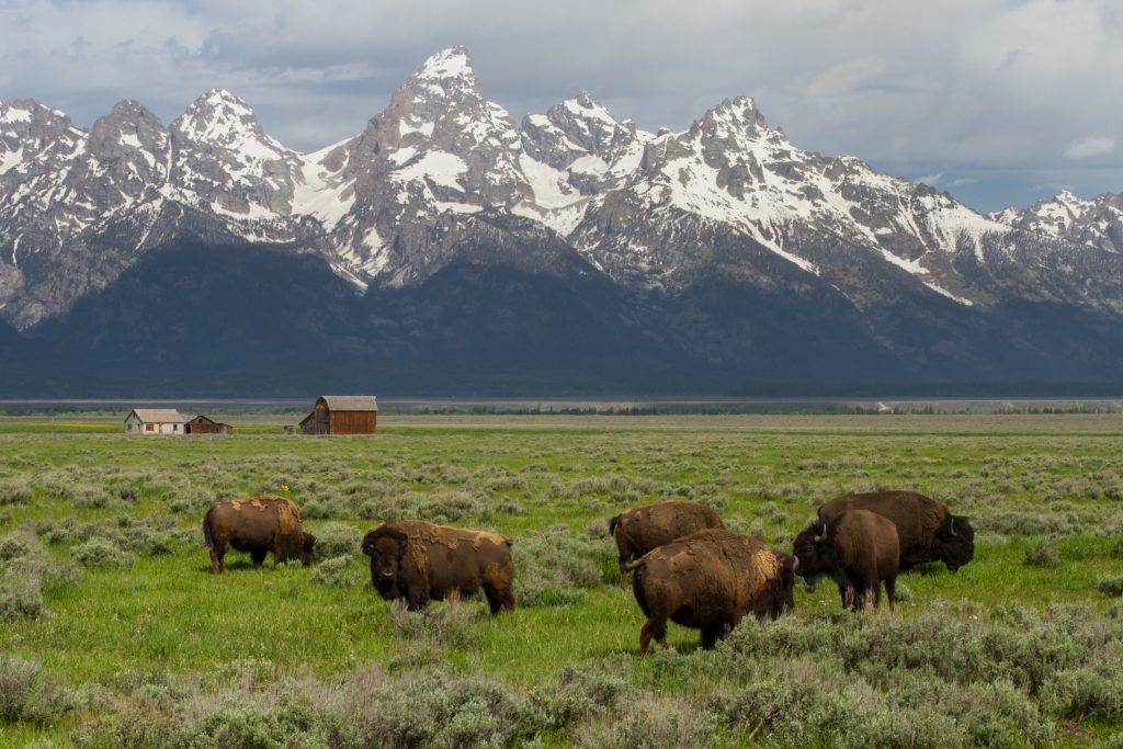 Herd of about a dozen buffalo graze an alpine meadow with snow-capped mountains in the background